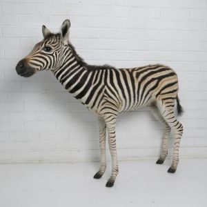 Baby Zebra 2