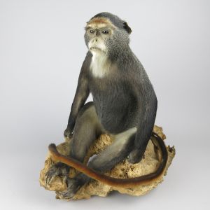 Monkey (de Brazza)
