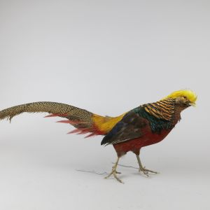 Golden / Chinese Pheasant