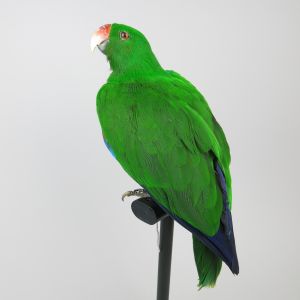 Eclectus Parrot (male)
