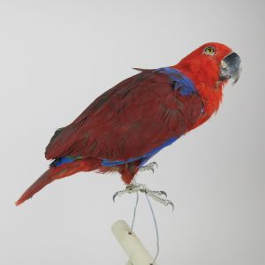 Eclectus Parrot (female)