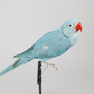 Blue Ring Neck Parakeet 1