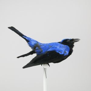 Fairy Blue Bird 1