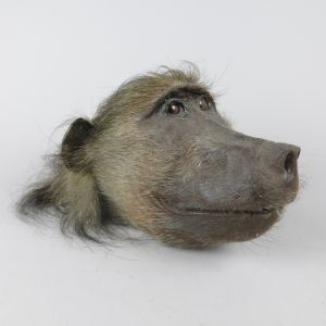 Baboon head 4