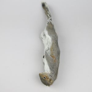 Grey Squirrel 9, as 'dead'