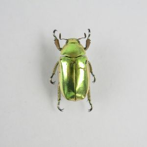 Gold beetle