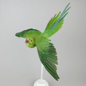 Green Ring Neck Parakeet in flight 2