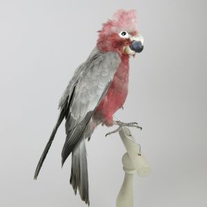 Galah (Rose Breasted Cockatoo)