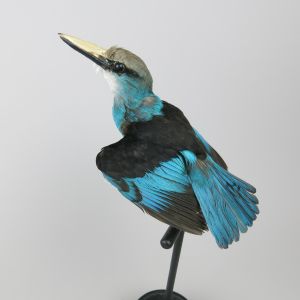 African blue-collared kingfisher