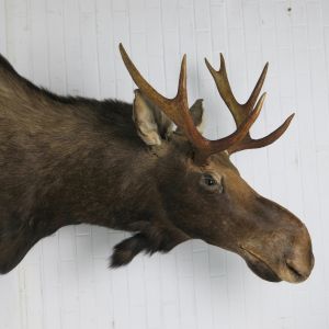 Moose head 2