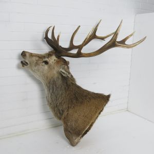 Stag 4