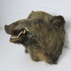 Wild Boar 1