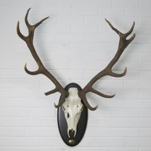 Stag Antlers (H)