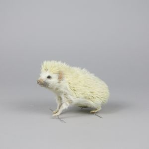 White Hedgehog