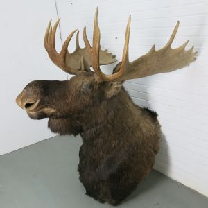 Moose head 1