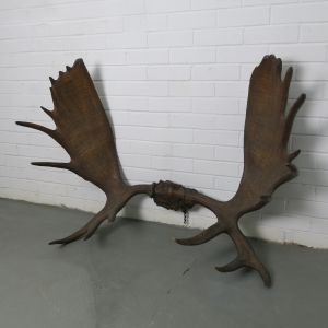 Moose antlers 1