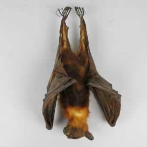 Indian Fruit Bat 4