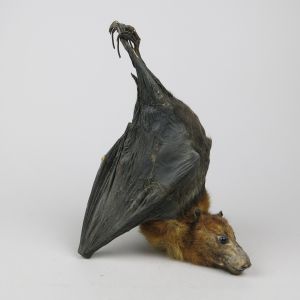 Indian Fruit Bat 1