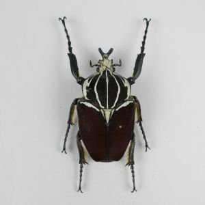 Goliath Beetle 2