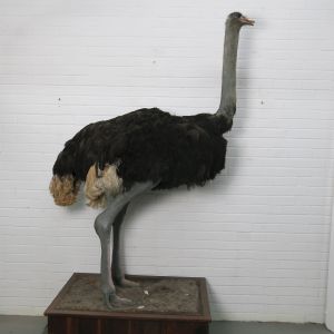 Ostrich 2 (Common)