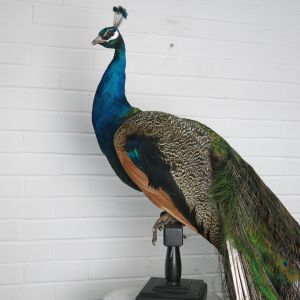 Blue Peacock A
