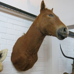 Horse 3 (chestnut)