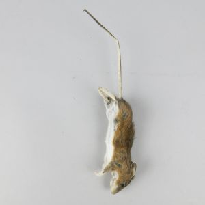 'Dead' mouse 2