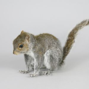 Grey Squirrel 3