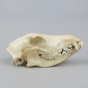 Dog skull 1