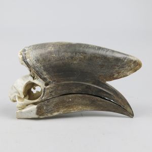 Hornbill skull