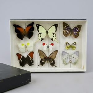 Box of butterflies