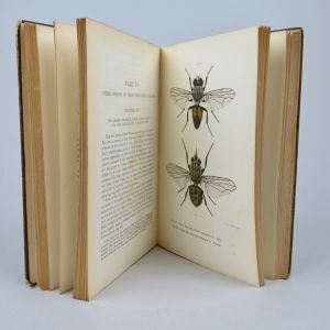 Book, 'House Fly'