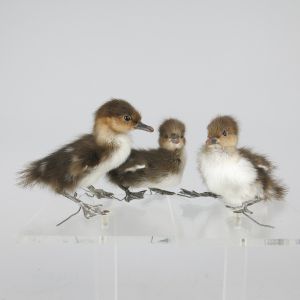 Merganser Ducklings x 3