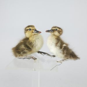 Ducklings x 2