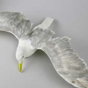 Seagull in flight 2