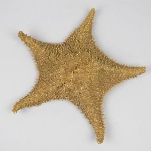 Starfish (A)