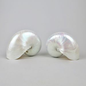 Nautilus shells 2
