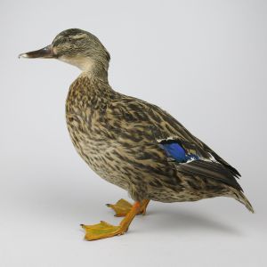 Mallard Duck 3