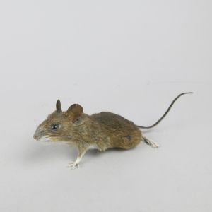 Mouse 9