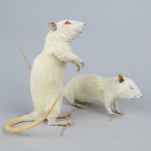 Albino Rat 1 & 2