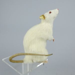 Albino Rat 3