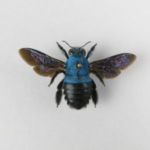 Tropical Blue Bee