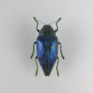 Beetle ref 13