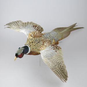 Pheasant 1 (in flight)
