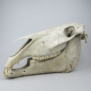 Horse skull 1