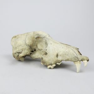 Dog skull 2