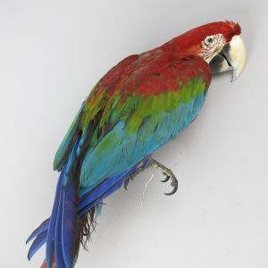 Green winged Macaw 2