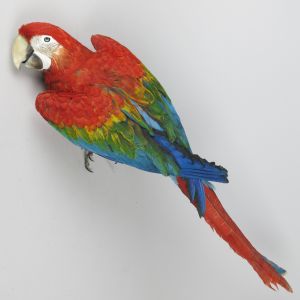 Harlequin Macaw 2