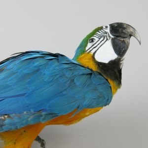 Blue & Gold Macaw 2