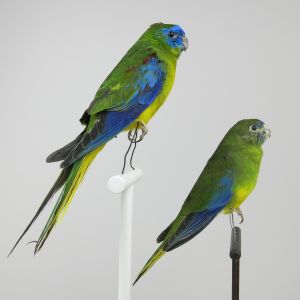 Turquasine Parakeets x 2
